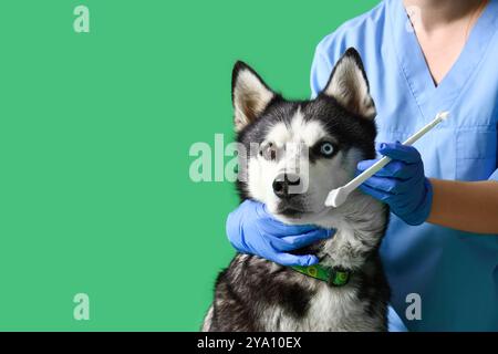 Tierarzt putzt die Zähne des sibirischen Husky-Hundes auf grünem Hintergrund Stockfoto