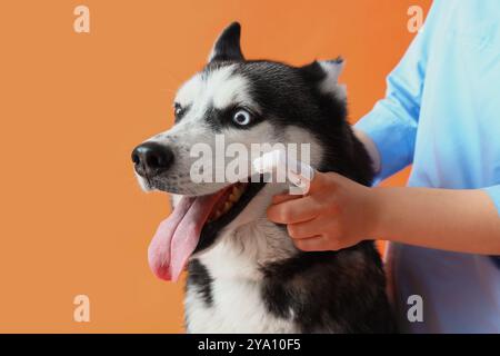 Tierarzt bürstet die Zähne des sibirischen Husky-Hundes auf orangefarbenem Hintergrund Stockfoto