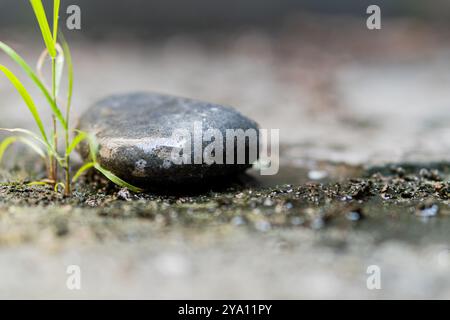 Aus nächster Nähe sehen Sie einen glatten schwarzen Stein, der auf nassem Boden liegt und von kleinen grünen Grasflecken umgeben ist. Der Hintergrund ist verschwommen, wodurch der betont wird Stockfoto