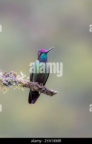 Herrlicher Kolibri (Eugenes fulgens) von Costa Rica Stockfoto