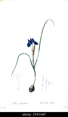 Sisyrinchium sp. Illustration von Les Liliacees von Pierre-Joseph Redoute. Unter der Schirmherrschaft von Josephine Bonaparte, Kaiserin von Frankreich, hergestellt, enthielten Redoutes Les Liliacees 503 Platten, die die verschiedenen Pflanzenarten der Lilienfamilie beschreiben und mit ihnen verwandt sind. Die ab 1802-1816 produzierten Platten stammen aus Kaiserin Josephines umfangreicher Pflanzensammlung in ihren Gärten in Malmaison, wo Redoute als botanische Künstlerin tätig war. Dieses Folio wird aufgrund des Umfangs, der Breite und der Qualität des Inhalts oft als Redoutes Meisterwerk angesehen. Stockfoto