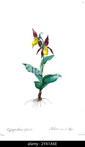 Damenschuh-Orchidee (Cypripedium calceolus). Illustration von Les Liliacees von Pierre-Joseph Redoute. Unter der Schirmherrschaft von Josephine Bonaparte, Kaiserin von Frankreich, hergestellt, enthielten Redoutes Les Liliacees 503 Platten, die die verschiedenen Pflanzenarten der Lilienfamilie beschreiben und mit ihnen verwandt sind. Die ab 1802-1816 produzierten Platten stammen aus Kaiserin Josephines umfangreicher Pflanzensammlung in ihren Gärten in Malmaison, wo Redoute als botanische Künstlerin tätig war. Dieses Folio wird aufgrund des Umfangs, der Breite und der Qualität des Inhalts oft als Redoutes Meisterwerk angesehen. Stockfoto