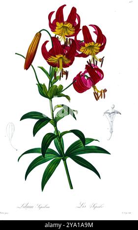 Turk's Cap Lily (Lilium superbum). Illustration von Les Liliacees von Pierre-Joseph Redoute. Unter der Schirmherrschaft von Josephine Bonaparte, Kaiserin von Frankreich, hergestellt, enthielten Redoutes Les Liliacees 503 Platten, die die verschiedenen Pflanzenarten der Lilienfamilie beschreiben und mit ihnen verwandt sind. Die ab 1802-1816 produzierten Platten stammen aus Kaiserin Josephines umfangreicher Pflanzensammlung in ihren Gärten in Malmaison, wo Redoute als botanische Künstlerin tätig war. Dieses Folio wird aufgrund des Umfangs, der Breite und der Qualität des Inhalts oft als Redoutes Meisterwerk angesehen. Stockfoto