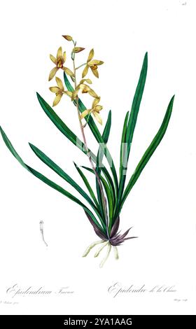 Orchid (Epidendrum sinense syn Cymbidium sinense). Illustration von Les Liliacees von Pierre-Joseph Redoute. Unter der Schirmherrschaft von Josephine Bonaparte, Kaiserin von Frankreich, hergestellt, enthielten Redoutes Les Liliacees 503 Platten, die die verschiedenen Pflanzenarten der Lilienfamilie beschreiben und mit ihnen verwandt sind. Die ab 1802-1816 produzierten Platten stammen aus Kaiserin Josephines umfangreicher Pflanzensammlung in ihren Gärten in Malmaison, wo Redoute als botanische Künstlerin tätig war. Dieses Folio wird aufgrund des Umfangs, der Breite und der Qualität des Inhalts oft als Redoutes Meisterwerk angesehen. Stockfoto