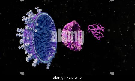 Illustration des Herpes-simplex-Virus Typ 1 (HSV-1), eines Herpes-basierten onkolytischen Virus, das in der innovativen Krebstherapieforschung eingesetzt wird. Onkolytische Viren sind eine Art von Virus, die Krebszellen spezifisch infizieren und lysieren (zerlegen) und normale Zellen unversehrt lassen. Stockfoto