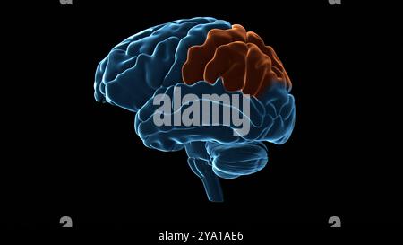Illustration des Parietallappens (orange hervorgehoben) des menschlichen Gehirns. Der Parietallappen ist in erster Linie für die Integration sensorischer Informationen, einschließlich räumlicher Sinneswahrnehmung und Navigation, verantwortlich und spielt auch eine Rolle bei der Verwaltung von Funktionen wie Sprache, Lesen und internen Stimuli. Stockfoto