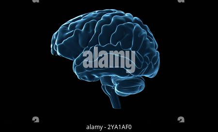 Illustration des menschlichen Gehirns, des Zentralorgans des menschlichen Nervensystems. Stockfoto