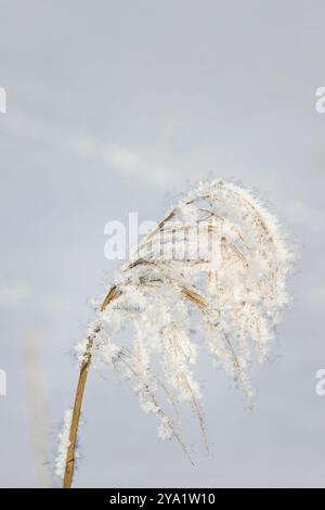 Raureif oder Adventreif und Schnee über gemeinem Schilf, Phragmites australis Pflanze im Winter. Stockfoto