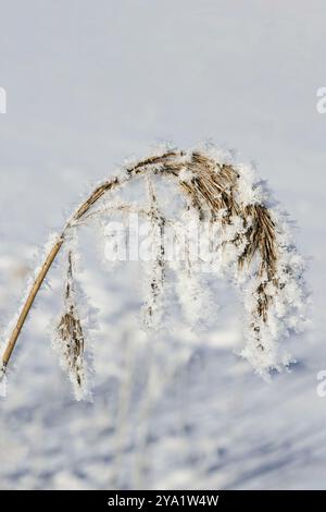 Raureif oder Adventreif und Schnee über gemeinem Schilf, Phragmites australis Pflanze im Winter. Stockfoto