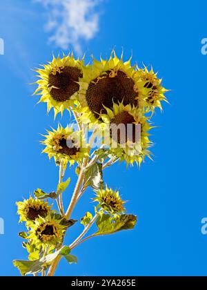 Ein abstrakter Blick auf mehrere welkende Sonnenblumenköpfe vor einem hellblauen Himmel. Stockfoto