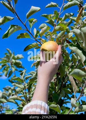 Einen Reifen Apfel von einem Baum vor einem blauen Himmel im Osten Washingtons pflücken. Stockfoto