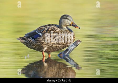 Eine weibliche Stockente steht auf einem Stock im Wasser in Spokane, Washington. Stockfoto