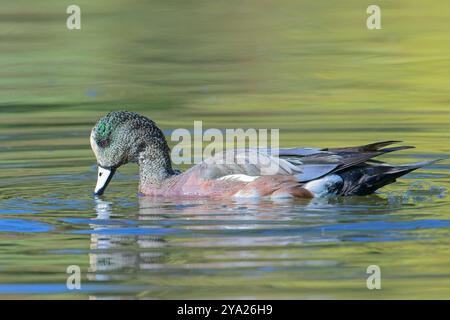 Eine wunderschöne amerikanische Hexe schwimmt im ruhigen Teichwasser in Spokane, Washington. Stockfoto