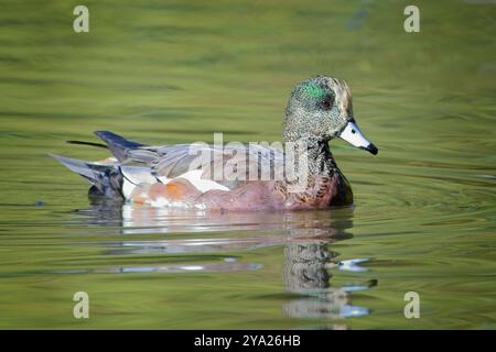 Eine wunderschöne amerikanische Hexe schwimmt im ruhigen Teichwasser in Spokane, Washington. Stockfoto