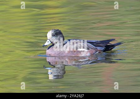 Eine wunderschöne amerikanische Hexe schwimmt im ruhigen Teichwasser in Spokane, Washington. Stockfoto