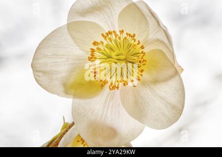 Detaillierte Darstellung einer weißen Blume mit gelbem Zentrum, die eine friedliche Atmosphäre vermittelt, Weihnachtsrose (Helleborus niger) Stockfoto