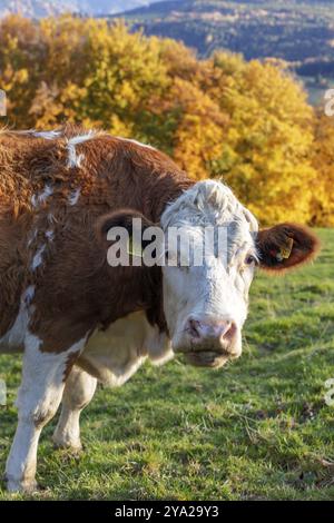 Nahaufnahme einer Kuh auf einer grünen Weide vor herbstlichen Bäumen, Hocheck Stockfoto