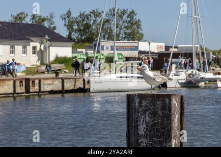 Große Möwe auf einem Holzpfosten in einem Hafen mit Booten im Hintergrund, Rügen, Hiddensee Stockfoto