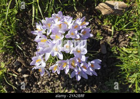 Violette Krokusse blühen im sonnigen Frühlingsgras, umgeben von Laub, Krokusse (Krokusse) Stockfoto