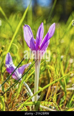 Ein violetter Krokus blüht im Frühjahr auf einer grünen Wiese, Herbstkrokus (Crocus speciosus) Stockfoto