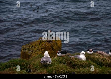 Hafnarhólmi Island, atlantische Papageientaucher und Möwen nisten in einer Vogelkolonie Stockfoto