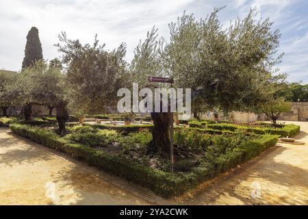 Mediterraner Garten mit alten Olivenbäumen und gepflegten Hecken unter klarem Himmel, Jerez Stockfoto