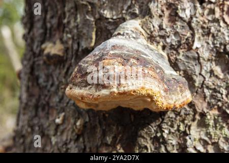 Ein großer Baumpilz, der an der Seite eines Baumstammes wächst, Harz, Brocken, Niedersachsen Stockfoto