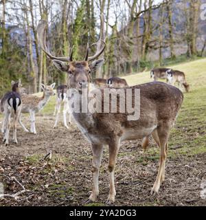 Hirschherde im Wald mit charakteristischen Geweihen, Herbstatmosphäre und natürlichem Hintergrund, Reh (Capreolus capreolus) Stockfoto