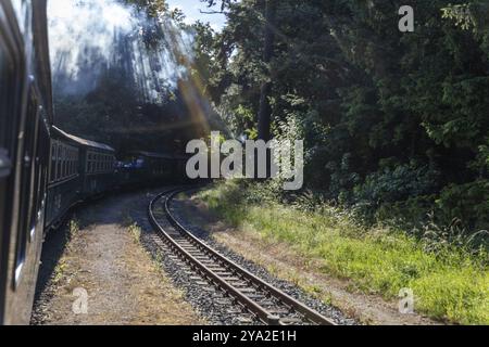 Ein Zug unter Bäumen im dichten Wald, die Sonne scheint durch die Blätter, während der Rauch steigt, Rügen, Rasender Roland Stockfoto