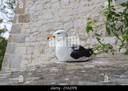 Möwe, die auf einer Steinmauer sitzt, umgeben von grünen Blättern, vor einer alten Steinmauer, Möwe (Larinae) Stockfoto