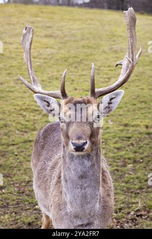 Nahaufnahme eines Rehs mit beeindruckenden Geweihen auf einer grünen Wiese, Reh (Capreolus capreolus) Stockfoto
