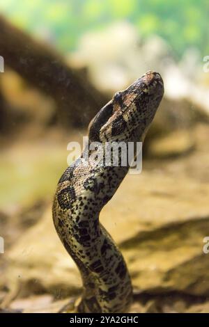 Boa constrictor Snake Jiboia in Nahaufnahme Stockfoto