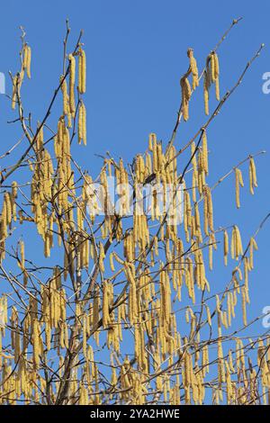 Kaetzchen der Gemeinen Hasel (Corylus avellana) vor blauem Himmel Catkins der Gemeinen Hasel (Corylus avellana) im Frühjahr mit blauem Himmel. Die Haselnuss ist Stockfoto