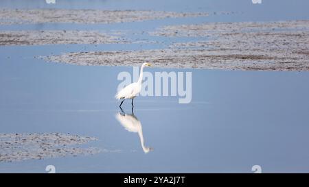 Wildreiher am Atlantik, Florida, USA, Nordamerika Stockfoto