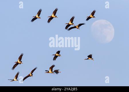 Abdimstorch, Regenstorch, Abdim (Ciconia abdimii), afrikanische Storcharten, Familie der Störche, Raysut Wasseraufbereitungsanlage, Salalah, Dhofar, Oman, ASI Stockfoto