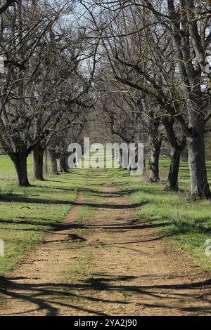 Blick durch die Lindenallee auf der Friedenshoehe in flacht Stockfoto