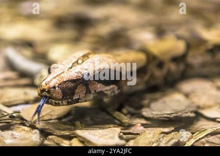 Boa constrictor, eine Art von Schlange mit großem Körper Stockfoto