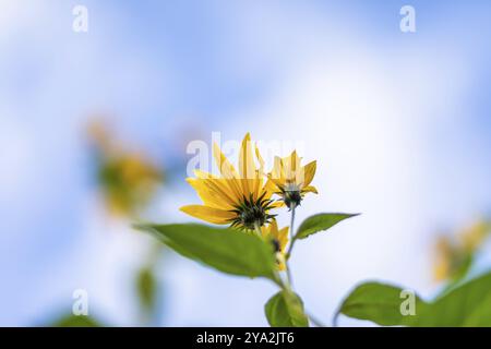 Gelbe Blüten, Jerusalem Artischocke (Helianthus tuberosus), Leoben, Steiermark, Österreich, Europa Stockfoto