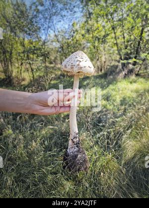 Eine Person, die einen großen Sonnenschirmpilz hält, der vom Boden mit sichtbaren Wurzeln, langem Stiel und gefleckter Kappe vor einem Waldgrund abgerissen wurde. Macrole Stockfoto