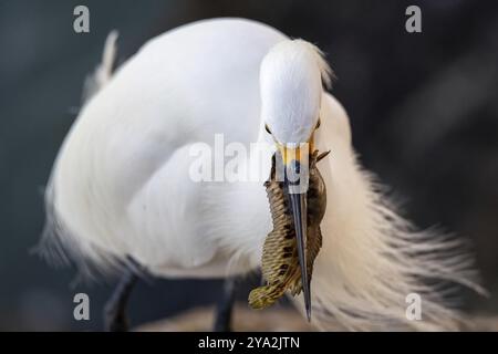 Wildreiher am Atlantik, Florida, USA, Nordamerika Stockfoto