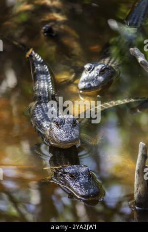 Wilde Aligatoren in einem Mangrovensumpf in Florida, USA, Nordamerika Stockfoto