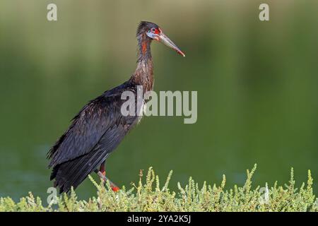 Abdimstorch, Regenstorch, Abdim (Ciconia abdimii), afrikanische Storcharten, Familie der Störche, Raysut Wasseraufbereitungsanlage, Salalah, Dhofar, Oman, ASI Stockfoto