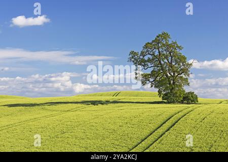 Gerstenfeld mit Eiche in der Holsteinischen Schweiz im Landkreis Ploen in Schleswig-Holstein. Gerstenfeld mit Eiche in der Holstei Stockfoto