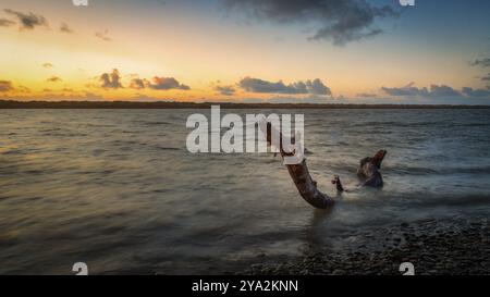 Gefallener Baum im Mad River, Nordkalifornien, USA, Nordamerika Stockfoto