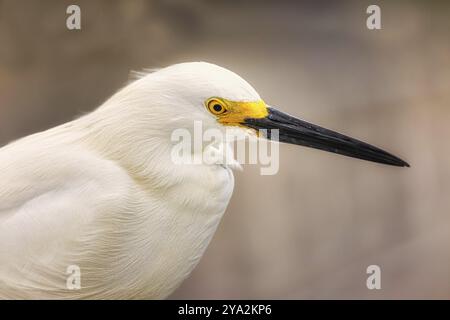 Wildreiher am Atlantik, Florida, USA, Nordamerika Stockfoto