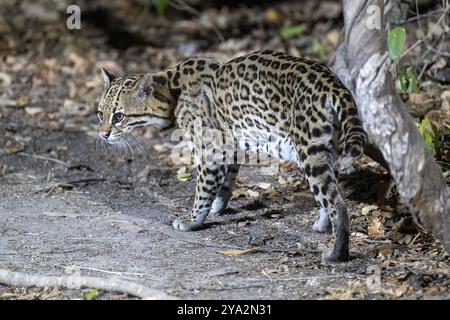 Ozelot (Leopardus pardalis), in der Nacht, kriecht sich auf, Pantanal, im Landesinneren, Feuchtgebiet, UNESCO-Biosphärenreservat, Weltkulturerbe, Feuchtbiotop, Mato Gr Stockfoto