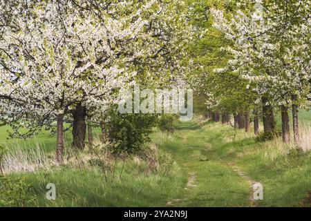 Feldweg mit Kirschbäumen in Blüte bei Quedlinburg in Sachsen-Anhalt Grüne Gasse mit Kirschbäumen in Blüte. Frühlingslandschaft bei Quedlinburg i. Stockfoto