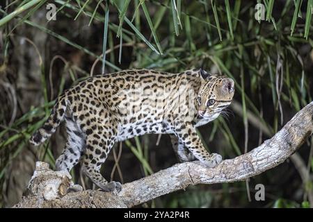 Ozelot (Leopardus pardalis), in der Nacht, auf einem Ast stehend, rückblickend, Pantanal, im Landesinneren, Feuchtgebiet, UNESCO-Biosphärenreservat, Weltkulturerbe, W Stockfoto