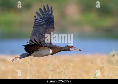 Abdimstorch, Regenstorch, Abdim (Ciconia abdimii), afrikanische Storcharten, Familie der Störche, Raysut Wasseraufbereitungsanlage, Salalah, Dhofar, Oman, ASI Stockfoto