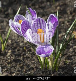 Blühende Krokusse oder Krokusblüten mit weißen Blütenblättern mit Fliederstreifen und Orangenstigmen und Antheren (Crocus vernus var. Pickwick, Spring crocus). Pickwick Stockfoto